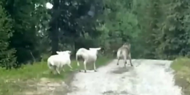 Όταν οι ρόλοι αντιστρέφονται: Πρόβατα παίρνουν λύκο στο κυνήγι (βίντεο)